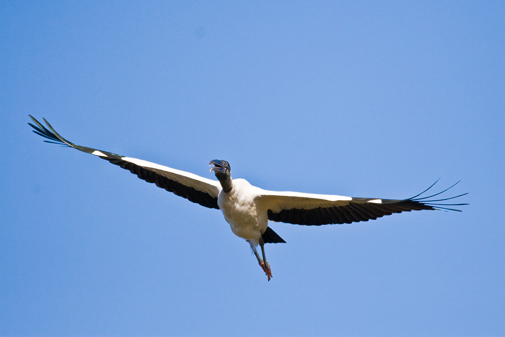 Wood Stork (Mycteria americana)